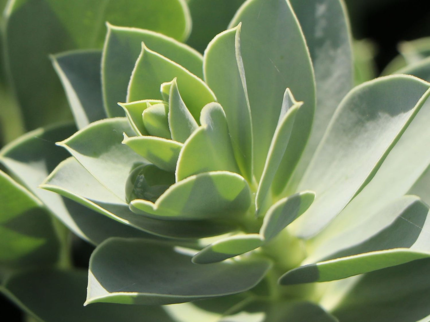Euphorbia Myrsinites Herb Seeds