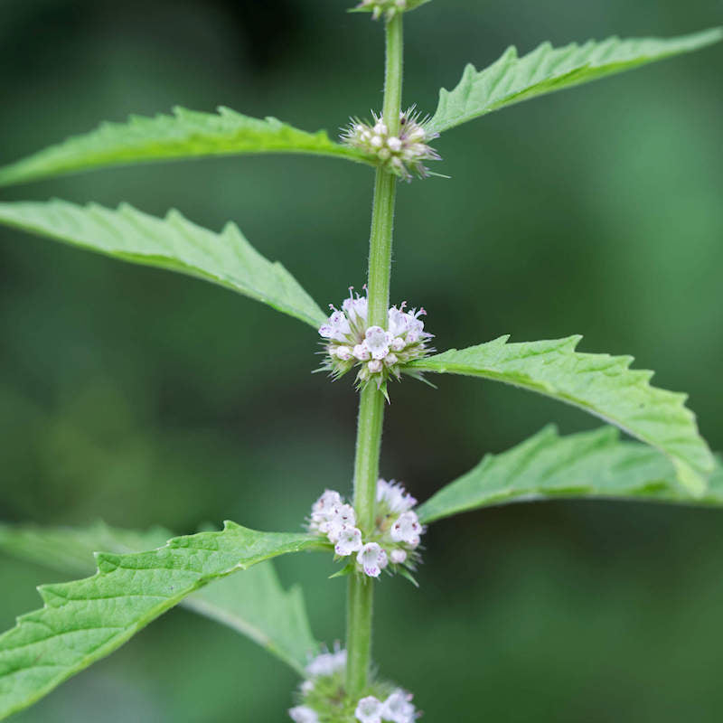 Water Horehound (Lycopus americanus) American Bugleweed Herb Flower Seeds