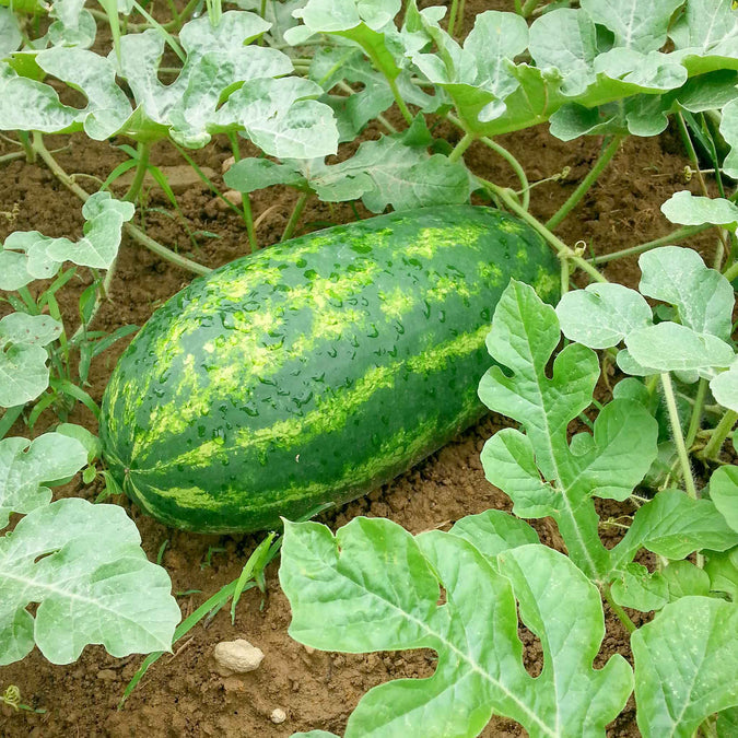 キャロライナクロススイカの果実の種