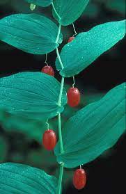 Watermelon Berry (Claspleaf Twistedstalk / Wild Cucumber) Streptopus Amplexifolius Seeds