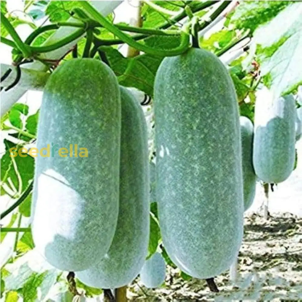 Wax Gourd Planting Seeds Ideal for Your Vegetable Garden