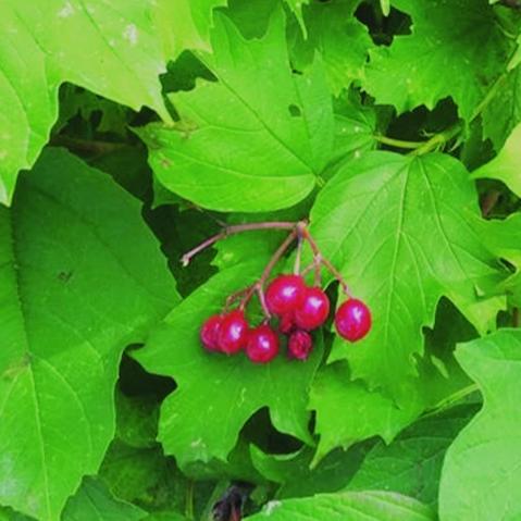 Wentworth Hochsträuchige Moosbeere (Vaccinium corymbosum 'Wentworth') Samen