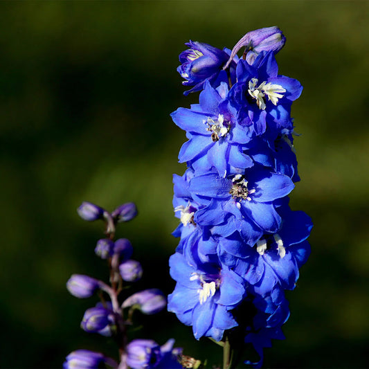 Blue Delphinium (Candle Larkspur) Flower Seeds for Planting – Heirloom, Non-GMO, Easy to Grow, Perennial
