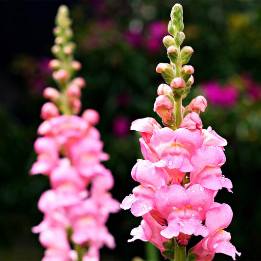 Snapdragon Flower Seeds for Planting – Heirloom, Non-GMO, Annual, Pollinator-Friendly