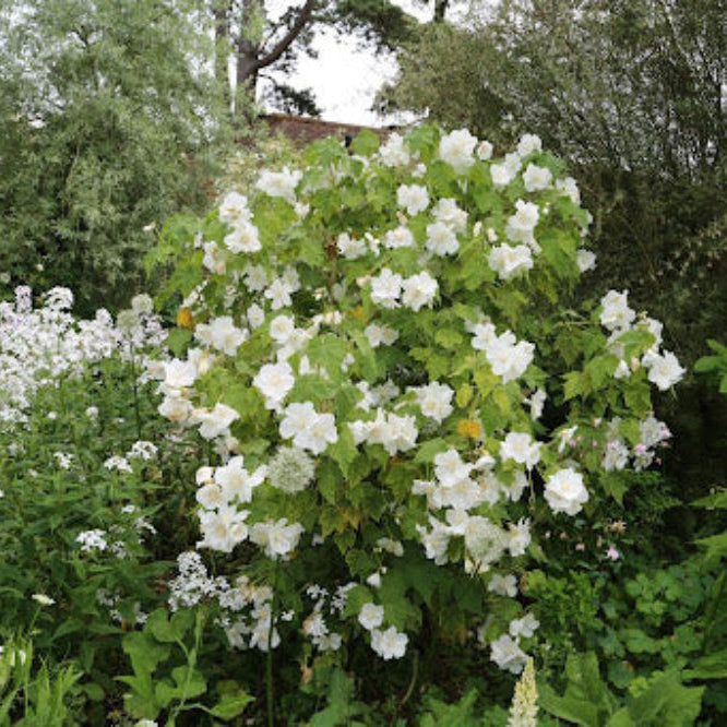 White Abutilon flowers in garden display