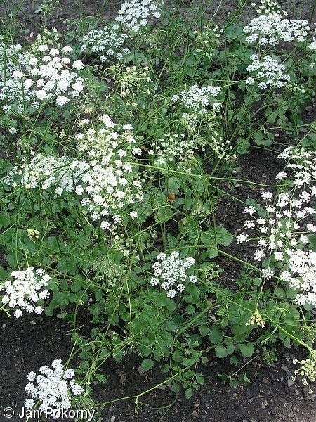 White Anise (Pimpinella anisum) - Herb Flower Seeds