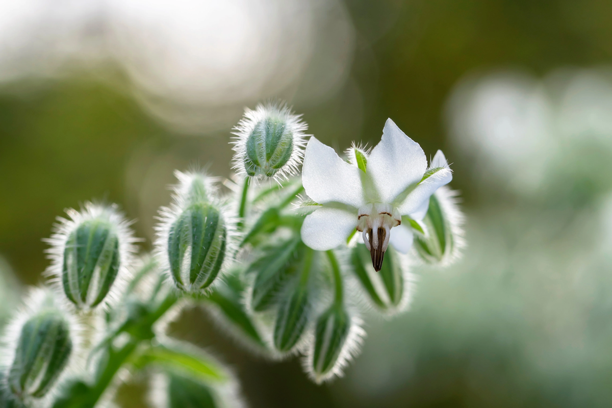 White Borage (Borago officinalis 'Bianca') Herb & Flower Seeds