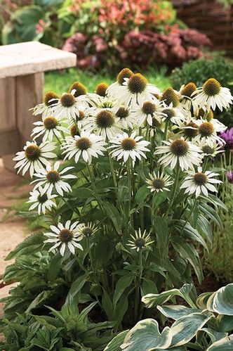White Coneflower (Echinacea purpurea) Flower Seeds