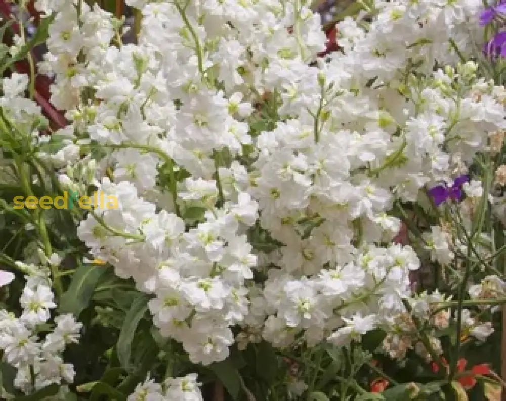 White Evening Stock Flower Planting For Lush Blooms In Your Garden Seeds Stunning Nighttime