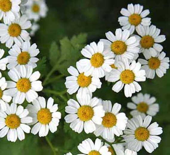 Semillas de flor de hierba de matricaria (Tanacetum parthenium)
