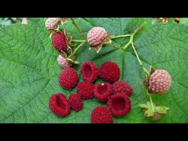 Stachelbeerstrauch (Rubus parviflorus) – Essbare rote Beerenfrucht – Einheimische weiße Blütenstrauch-Samen
