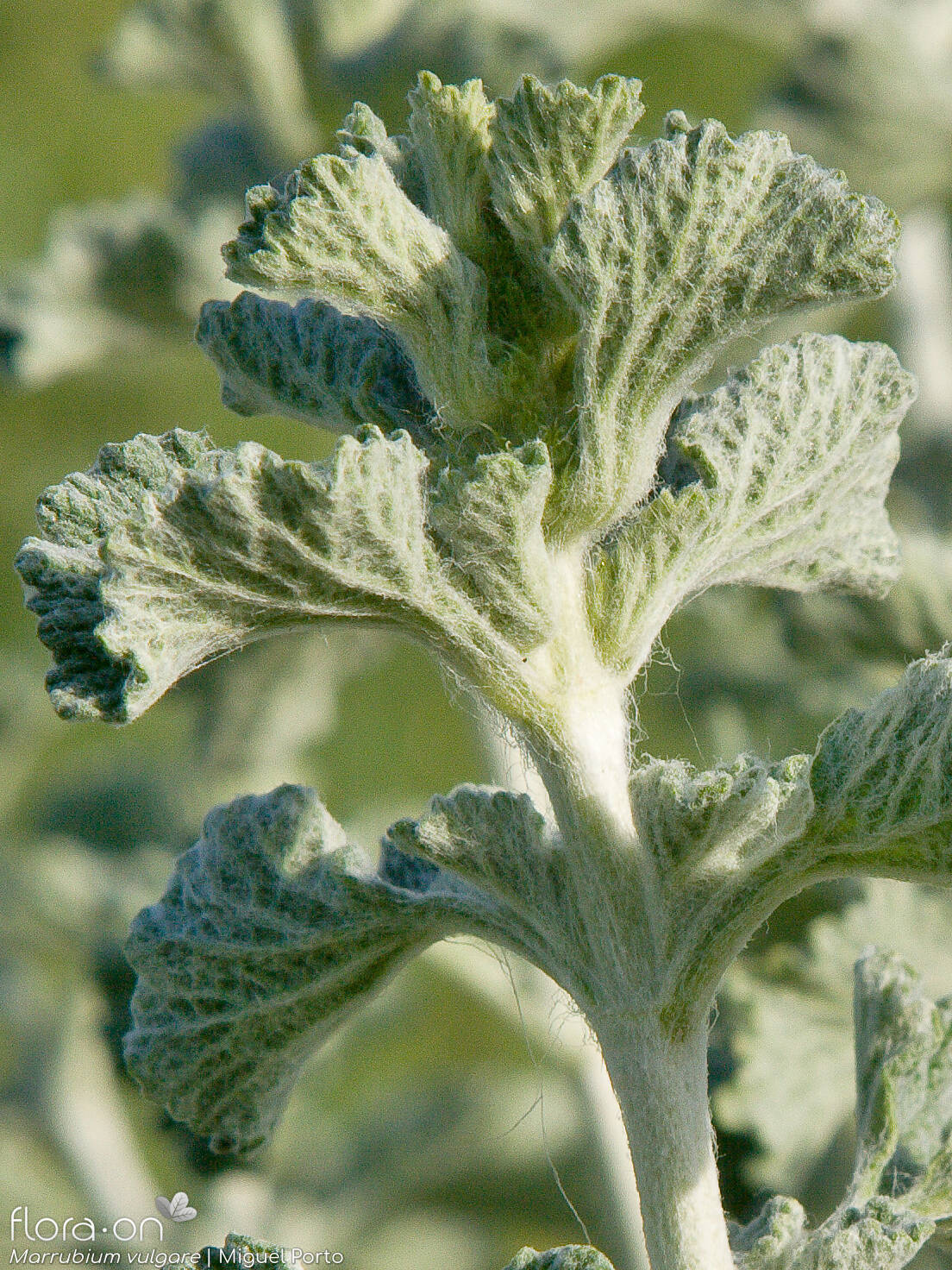 White Horehound (Marrubium vulgare)