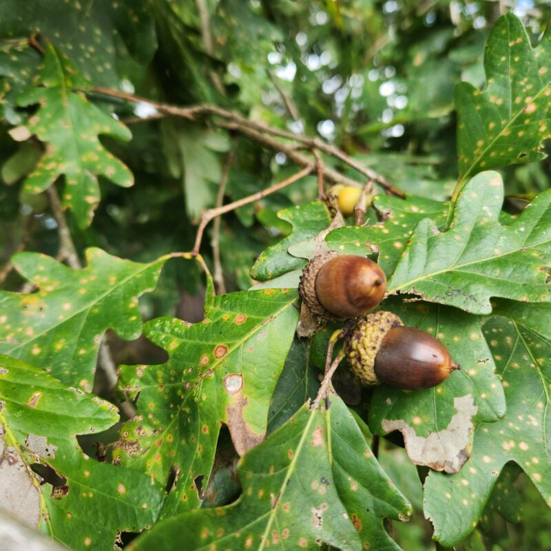 White Oak Tree Seeds - Quercus alba