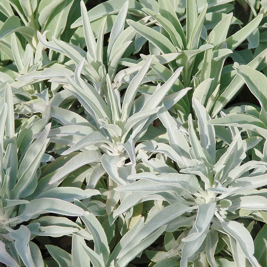 White Sage Salvia Seeds – Drought-Tolerant, Deer-Resistant Perennial Herb
