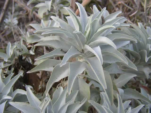 Sacred California White Sage (Salvia apiana) Shrub Silver Foliage Native Smudge Seeds