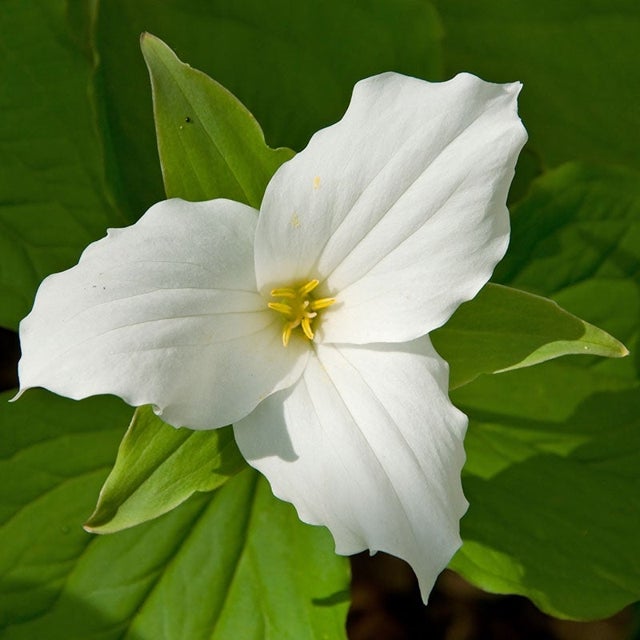 Trillium Flower seeds for Planting Shade Tolerant Heirloom & GMO Free Seeds for Home Garden
Sale for planting in home garden