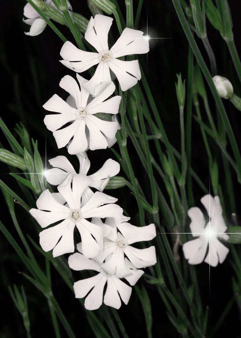 African Dream Root (Silene undulata Xhosa Herb) White Ways Campion Flower Seeds