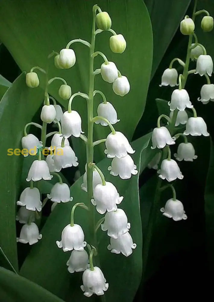 White Windbell Orchid Seed For Planting Perfect Cultivating Beautiful Blooms In Your Garden