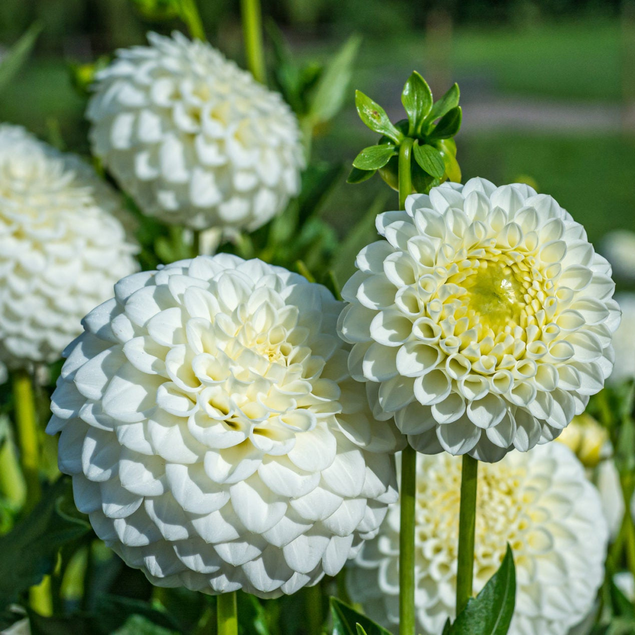 Semi di Fiore di Dalia Bianca