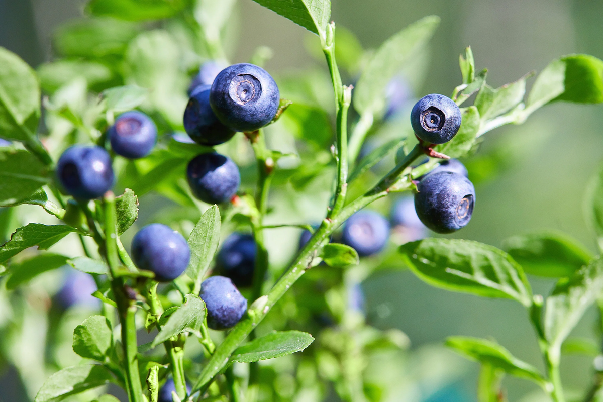Dwarf Bilberry (Vaccinium caespitosum) Dwarf Blueberry Whortleberry Evergreen Shrub Seeds