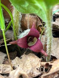 Wild Ginger (Asarum Canadense) Canadian Heart Snakeroot Flower Herb Seeds