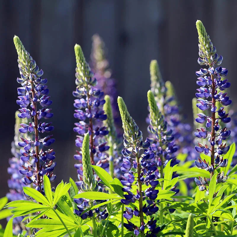 Blue Lupine Seeds For Planting Hardy Blooms