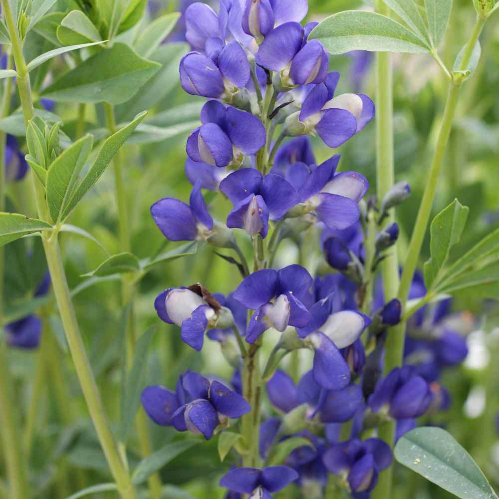 Blue Wild Indigo Flower Seeds