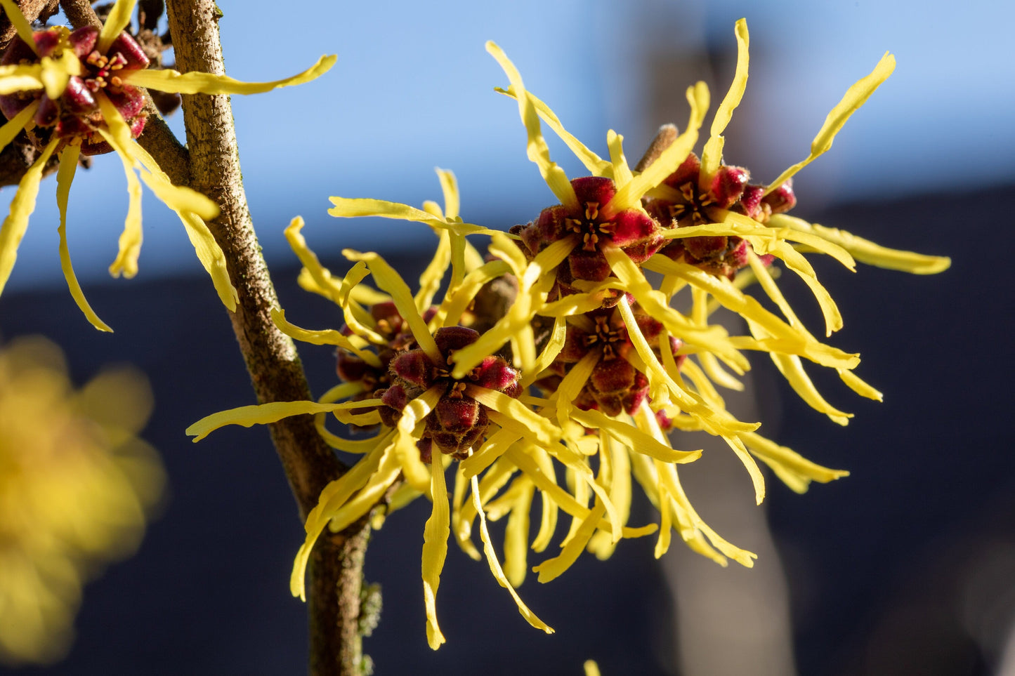 American Witch Hazel (Hamamelis virginiana) Yellow Flower Shrub Tree Seeds