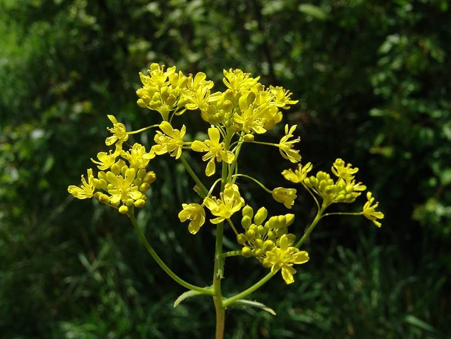 Woad Isatis Tinctoria Herbal Dye Plant Seeds