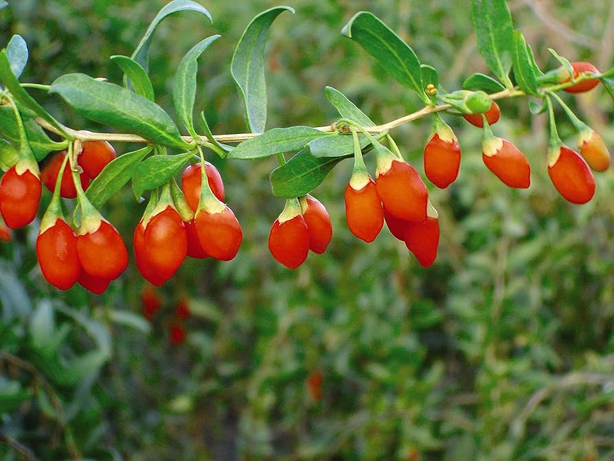 Himalayan Tibetan Goji Berry (Wolfberry) Lycium barbarum Fruit Bush Seeds