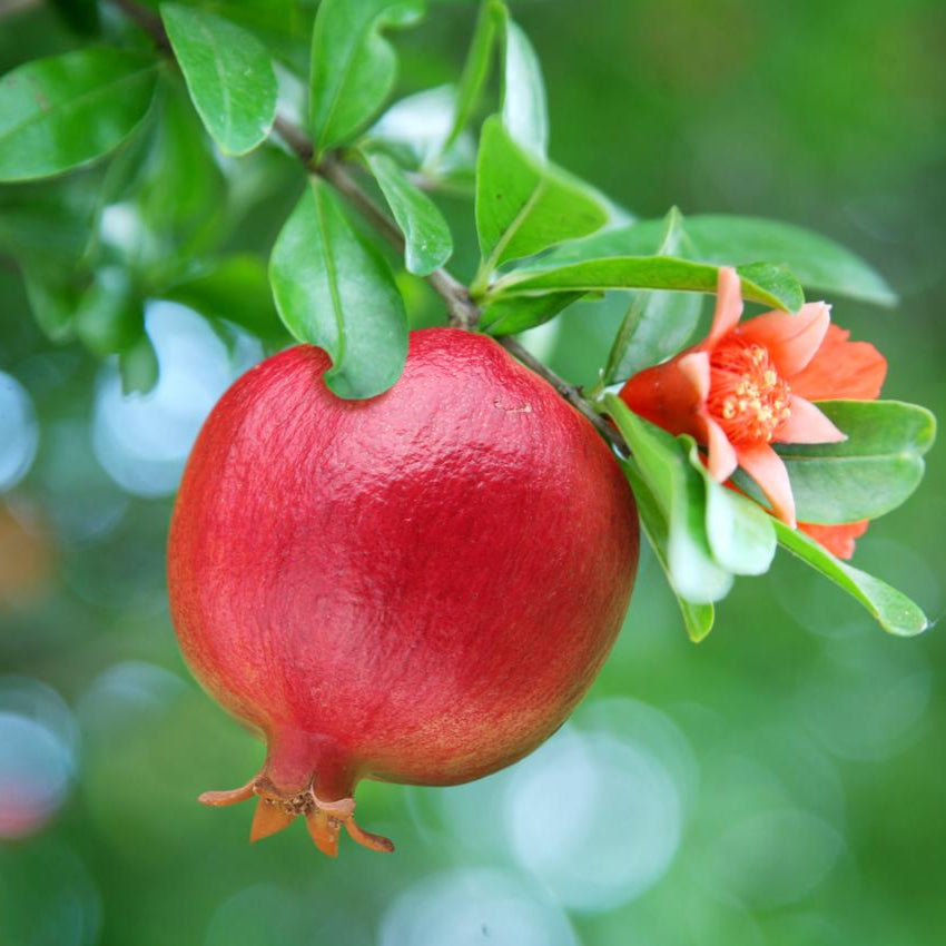 planting pomegranate seeds Pomegranate Fruit Seeds for Planting – Heirloom, Non-GMO, Easy to Grow – Pure Asia Seeds