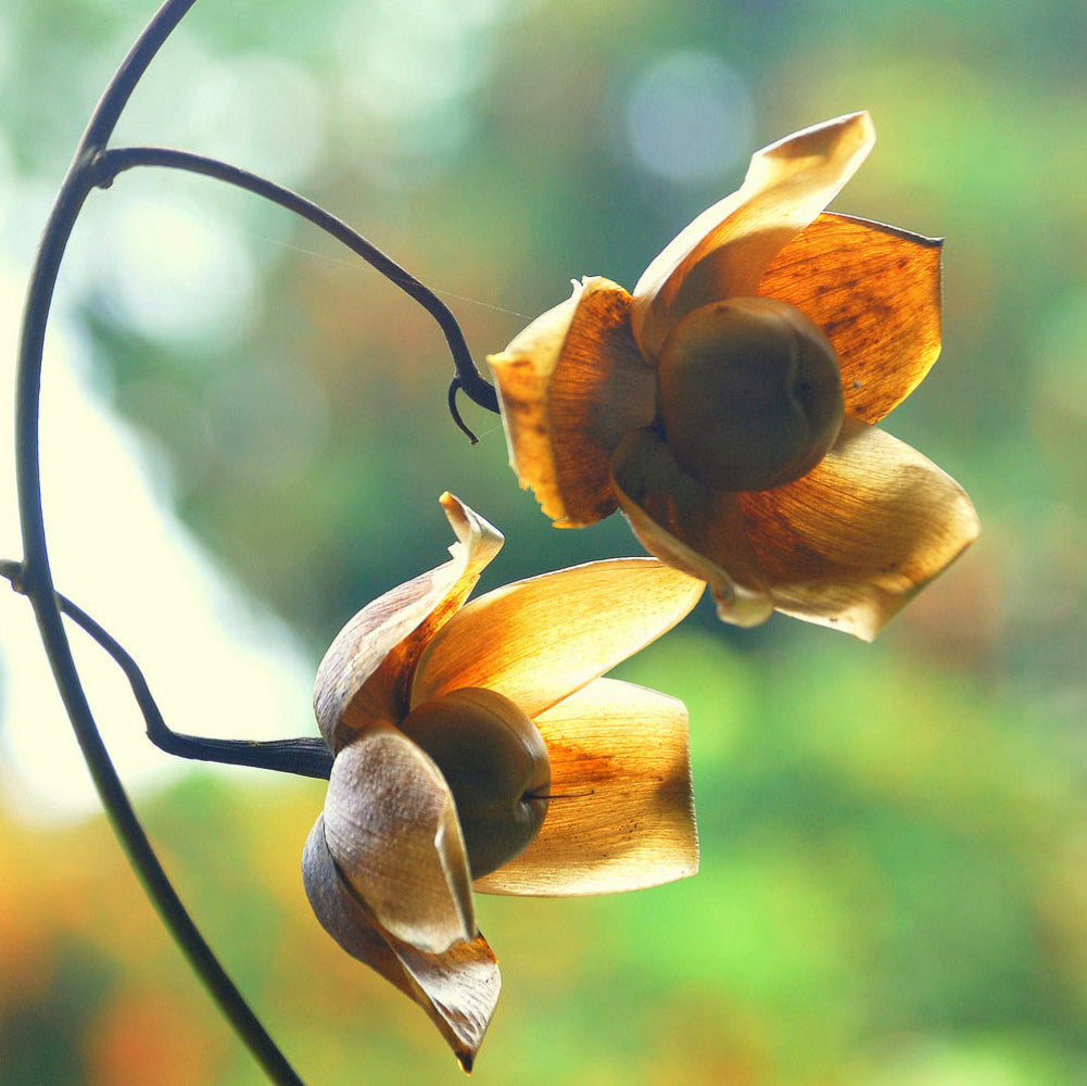 long stem rose seeds Wood Rose (Merremia tuberosa) Flower Seeds for Planting – Heirloom, No – Pure Asia Seeds