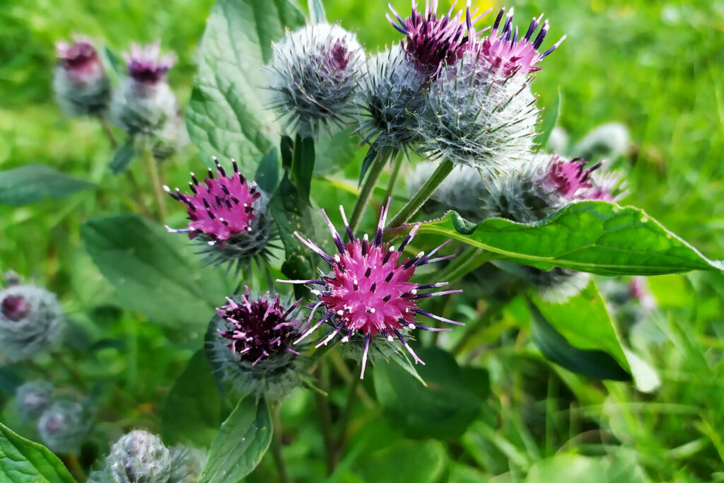 Arctium Lappa Flower seeds for Planting Hardy Variety Heirloom & GMO Free Seeds for Home Garden
Sale for planting in home garden