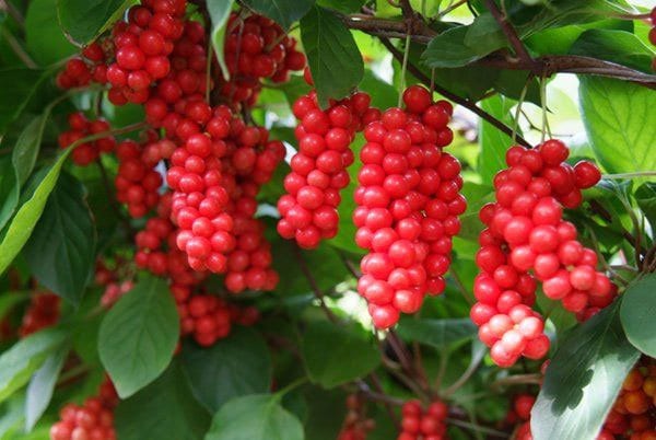 Schisandra (Schisandra chinensis 'Wu-wei-zi') Seeds