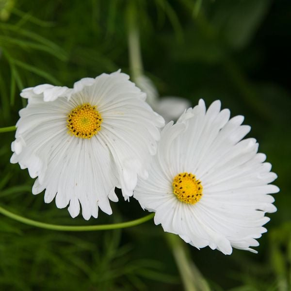 Cosmos Cupcakes Flower seeds for Planting Pollinator Friendly Heirloom & GMO Free Seeds for Home Garden
Sale seeds for home garden planting