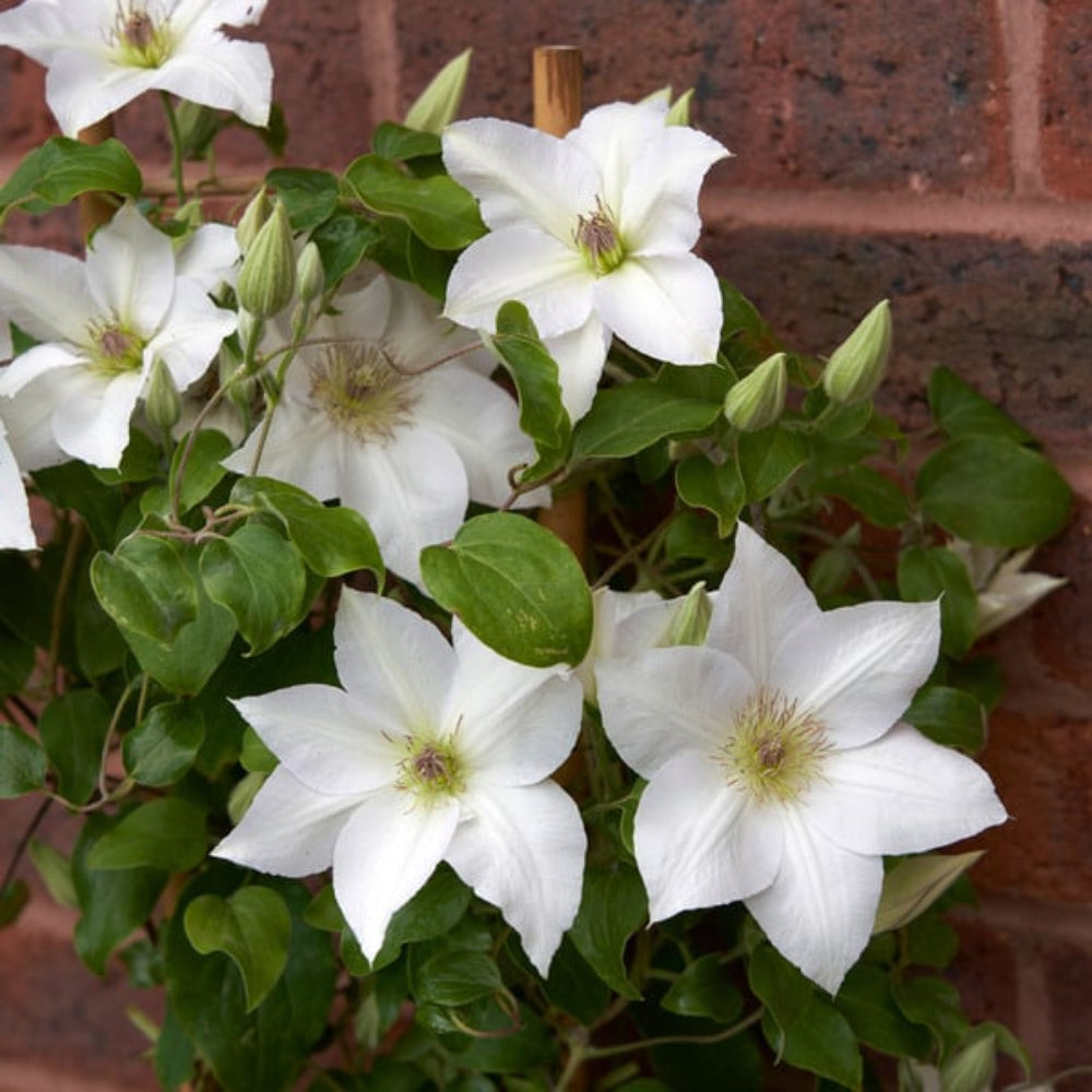 White Clematis Flower Seeds