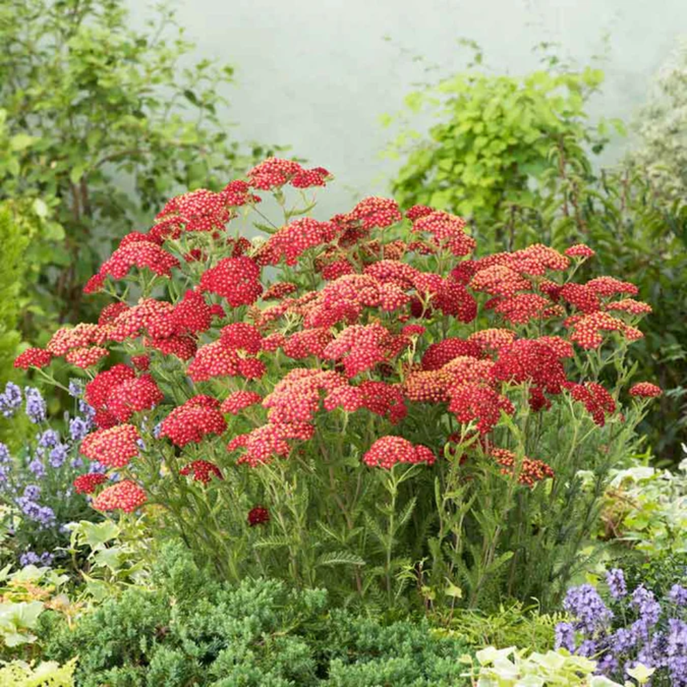 Achillea 'Fanal' Seeds - Deep Red Perennial with Bold Flower Clusters