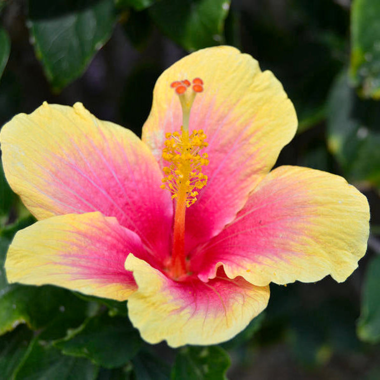 Tropical Yellow Pink Hibiscus Flower Seeds