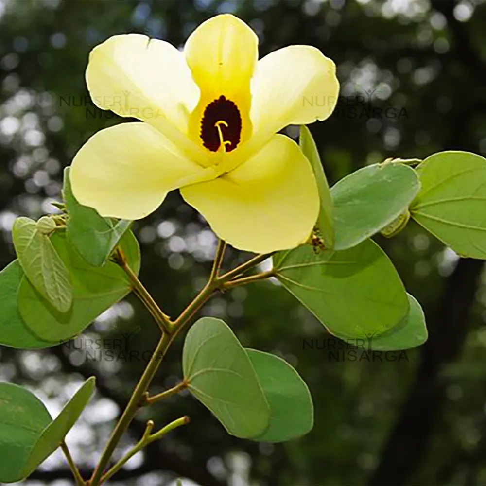 Cytisus Battandieri Flower seeds for Planting - Cut Flower Favorite, Heirloom & GMO Free Seeds for Home Garden
Sale for planting in home garden.