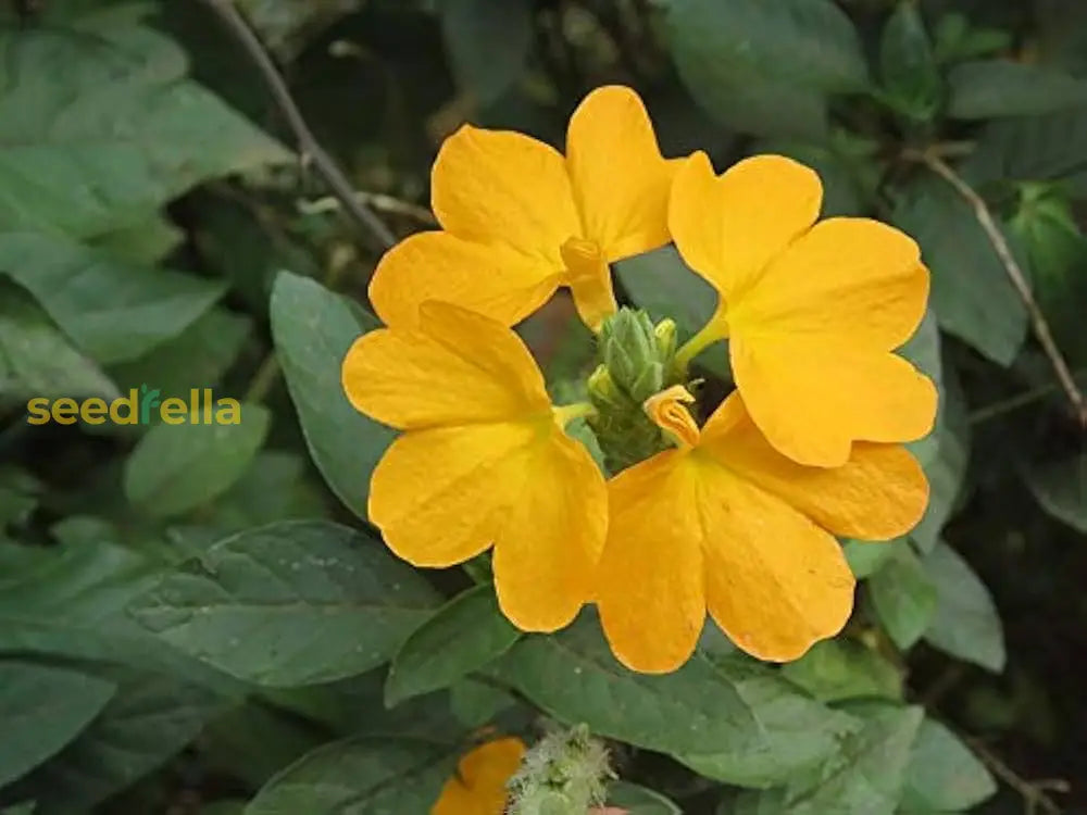 Yellow Crossandra Flower Seeds For Lush Blooms - Perfect Addition To Your Garden Collection
