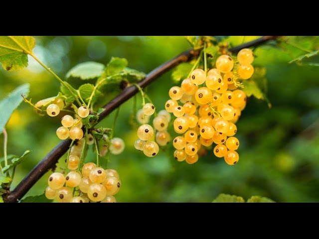 Yellow Currant Fruit Seeds Planting Sweet