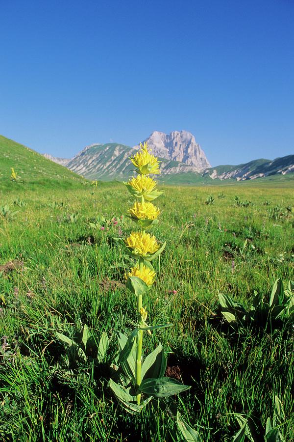 Great Yellow Gentian (Gentiana lutea) Herb & Flower Seeds