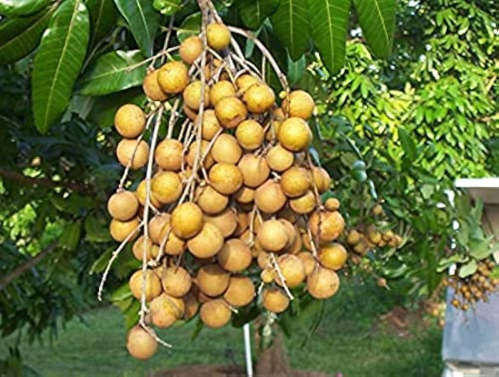 Yellow Dimocarpus Fruit Seeds for Sweet Planting"