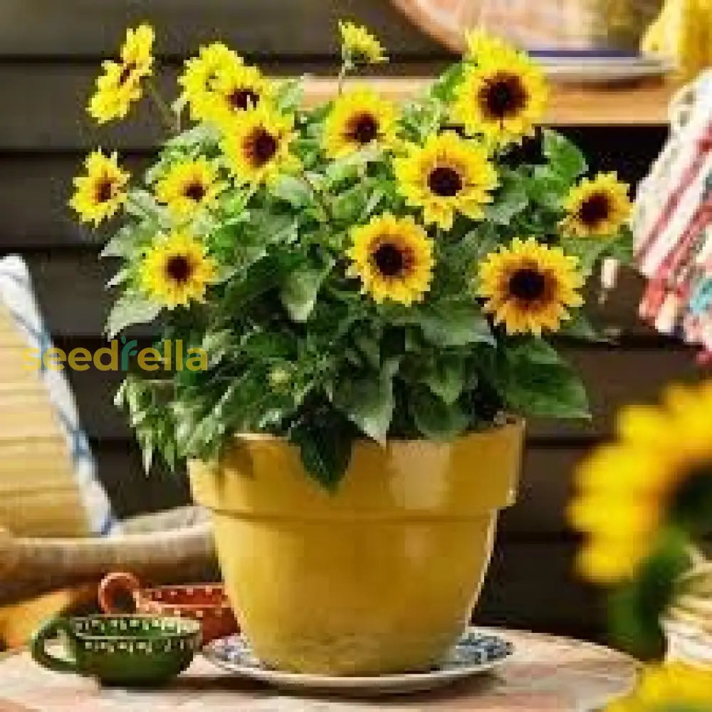 Yellow Mini Sunflower Seeds For Planting Perfect Garden Growth Flower