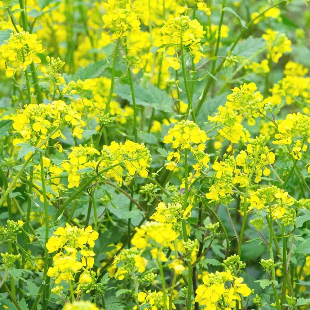 Yellow Mustard (Brassica juncea) Vegetable Herb Seeds