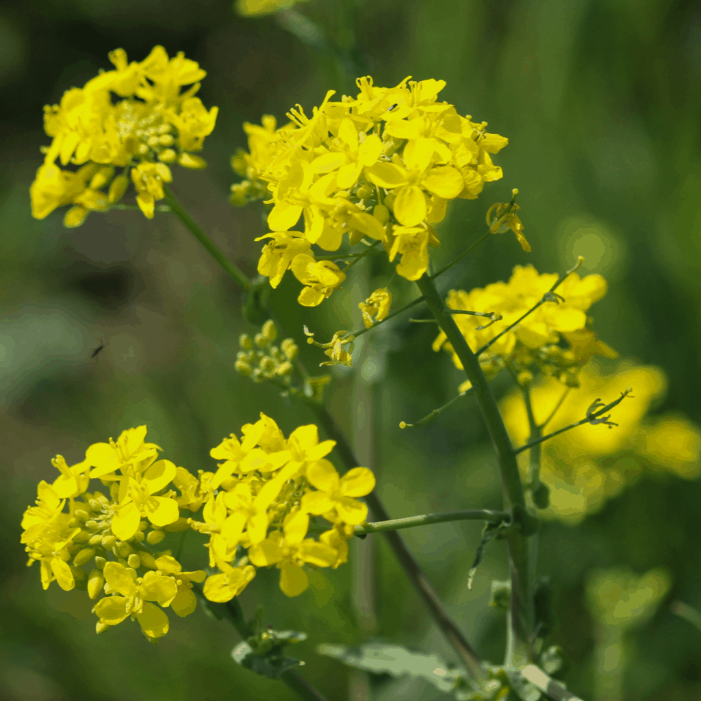 Yellow Rocketcress Flower Seeds