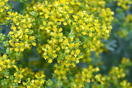 Yellow Rue Ruta Graveolens Herb Of Grace, Fragrant Evergreen Flower Seeds  Organic Garden Seeds – Pure Asia Seeds