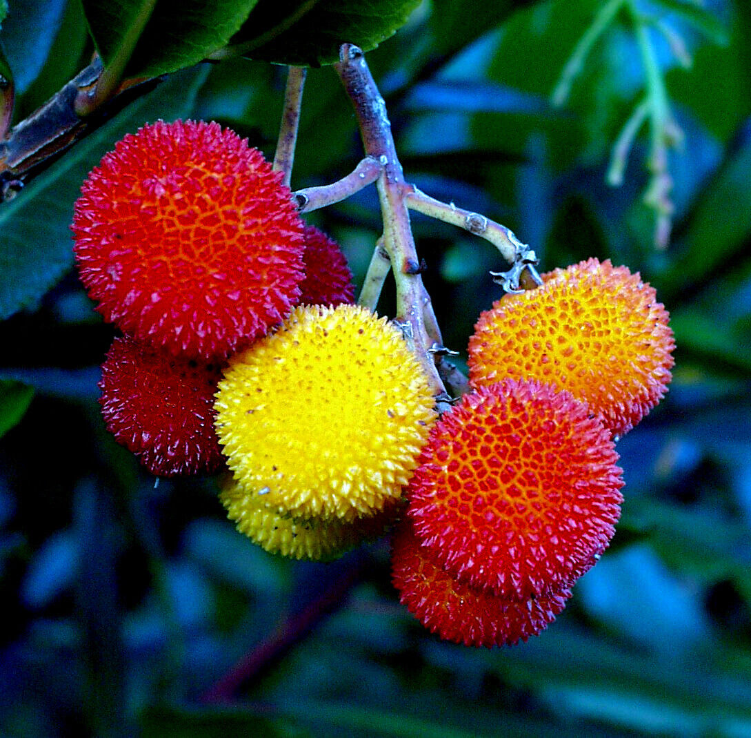 Yellow Strawberry Fruit Seeds: Arbutus Unedo Planting