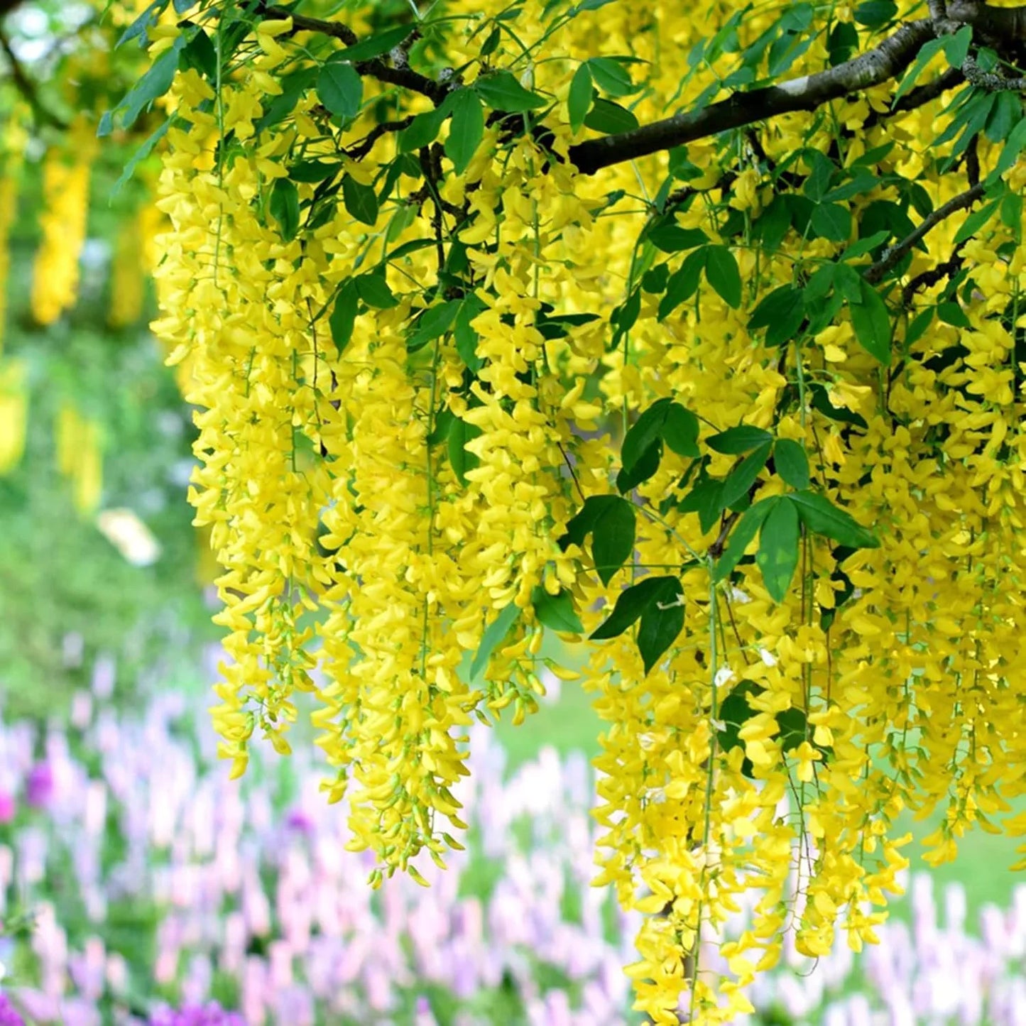 Yellow Wisteria Flower Seeds Golden Cascading Garden Blooms