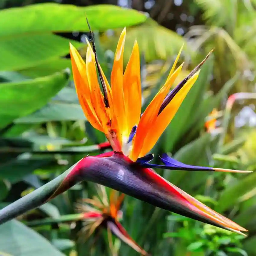 bird of paradise plant from seed Bird of Paradise Flower Seeds for Planting – Heirloom, Non-GMO, Tropic – Pure Asia Seeds